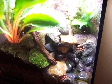 tinc vivarium2