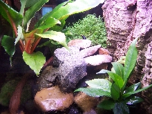 tinc vivarium