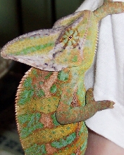 Treeko