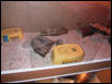 Leo gecko 1