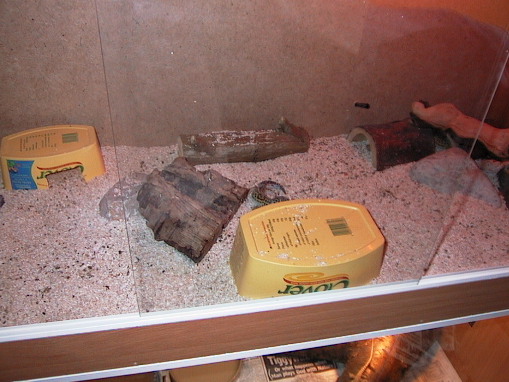 Leo gecko 1