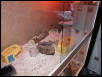 Leo gecko 1