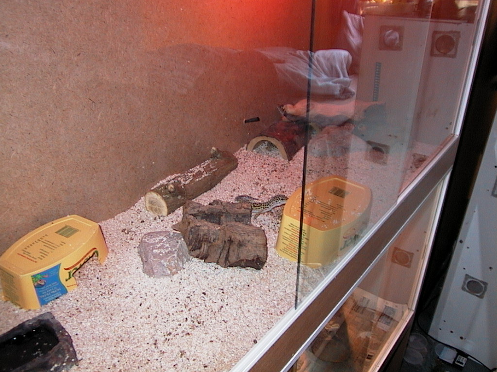 Leo gecko 1