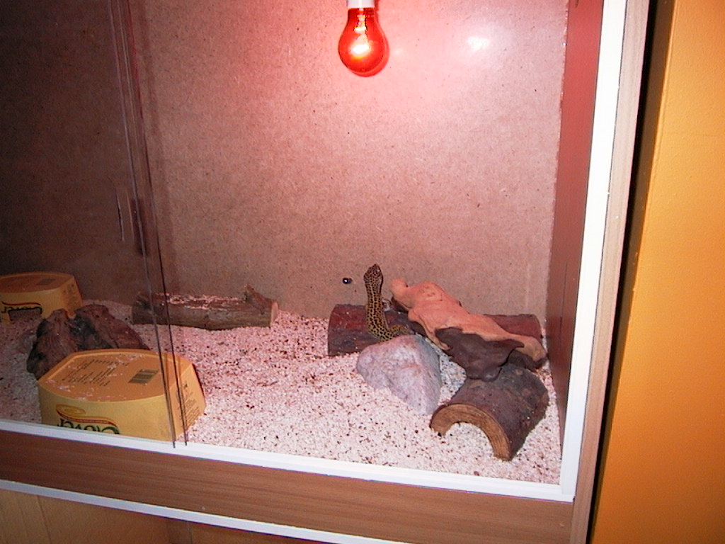 Leo gecko 1