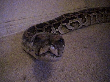 Wilson's smile