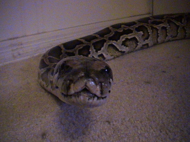 Wilson's smile