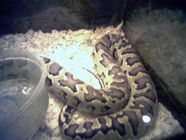 Weird  African Rock Python