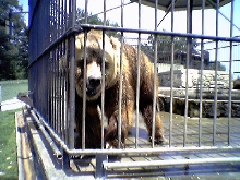 kodiak grizzly
