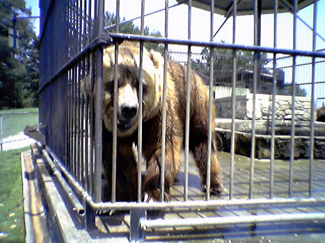 kodiak grizzly