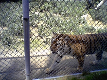 female tiger at space farms