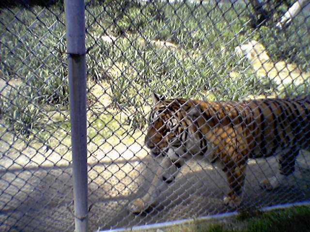 female tiger at space farms