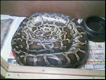 3 year old burm coiled up