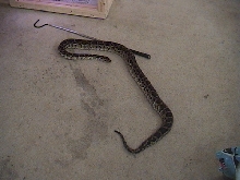 Burm & 36" snake hook