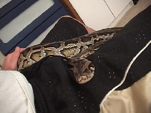 Close up of Wilson