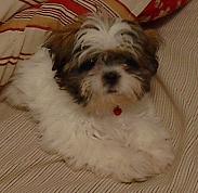 baby Fonzie