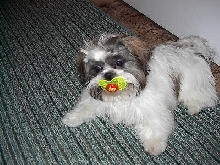 Baby Fonzie