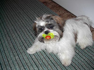 Baby Fonzie