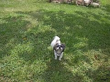 Fonzie
