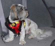 fonzie in harness