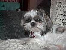 Fonzie with tongue  out