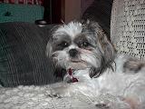 Fonzie with tongue  out