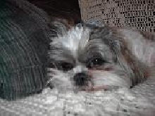 fonzie worn out