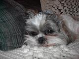 fonzie worn out