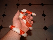 03 Albino Nelson