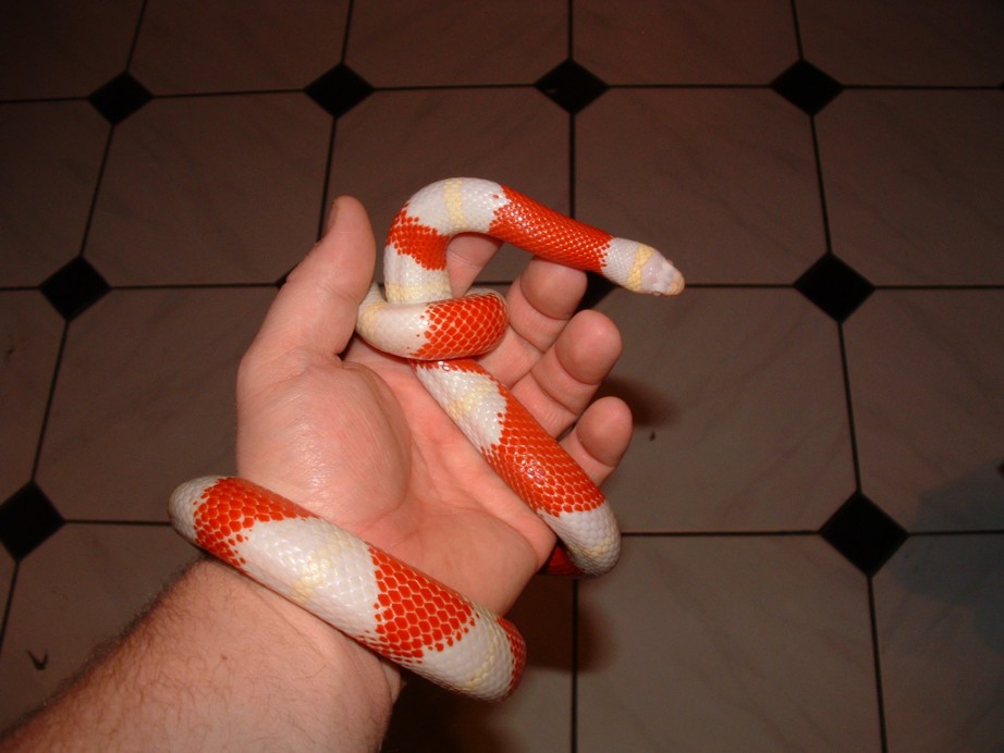 03 Albino Nelson