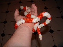 Albino Nelson