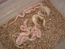 Albino Hatchlings