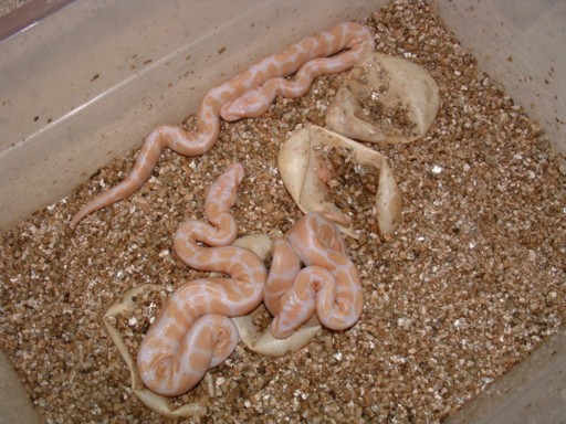 Albino Hatchlings