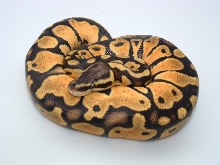 Sweeeeeet Pastel