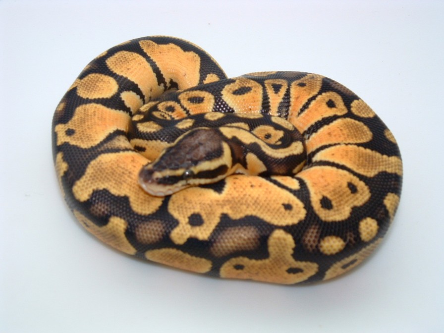 Sweeeeeet Pastel