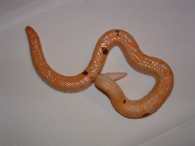 My male Paradox Kenyan Sand Boa