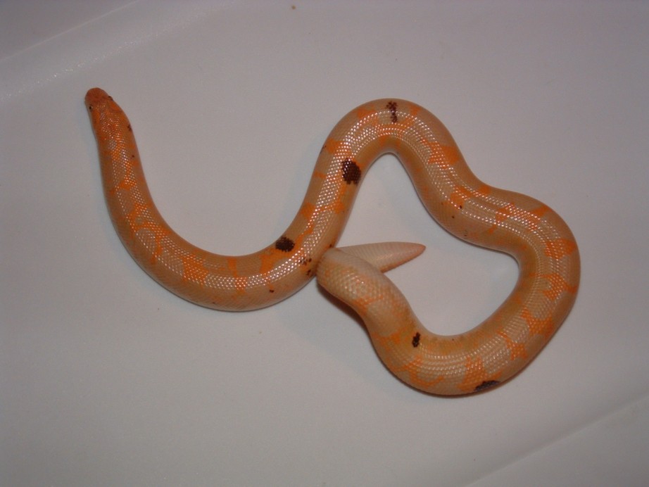 My male Paradox Kenyan Sand Boa