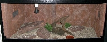 Cage for collareds