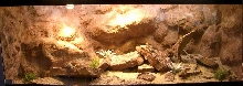 My new terrarium