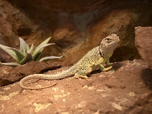 Ready to go after brumation
