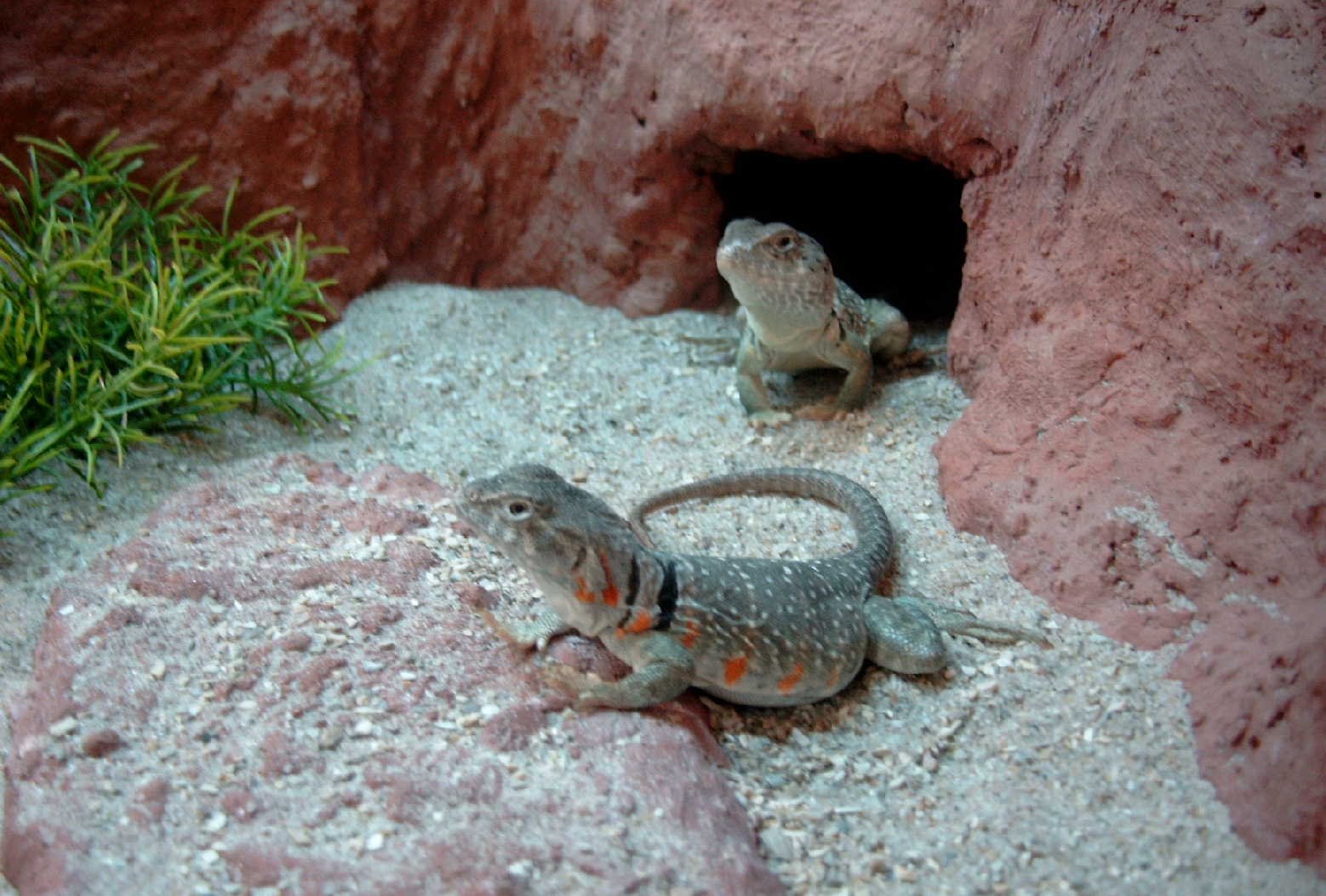 Gravid female