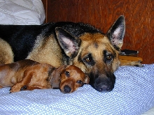 bali and peanut