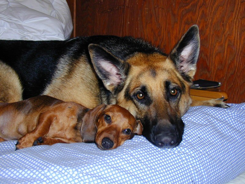 bali and peanut