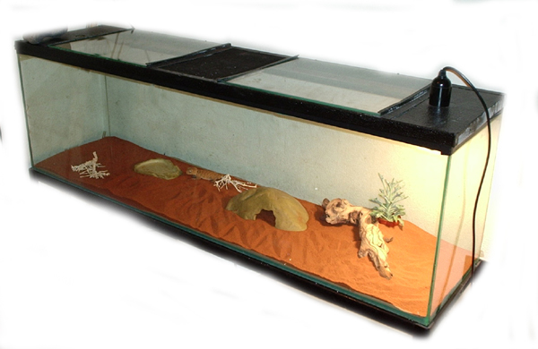 N. amyae viv