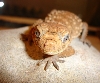 N. amyae 1