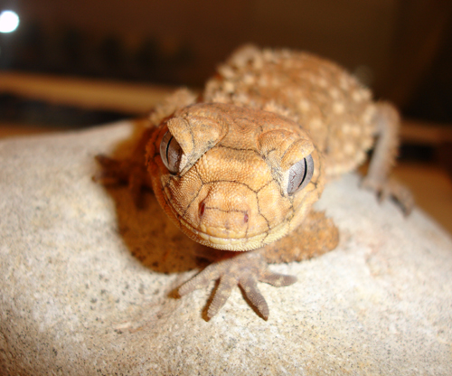 N. amyae 1
