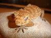 N. amyae 2