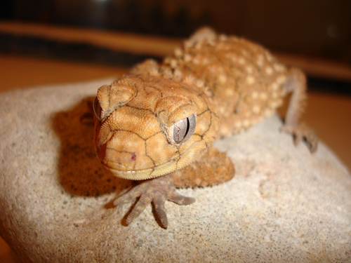 N. amyae 2