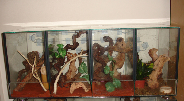 oedura viv