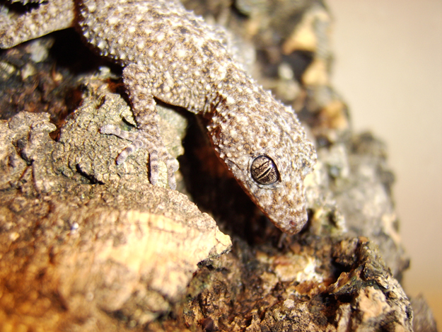 platurus 1