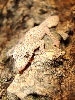 platurus 3